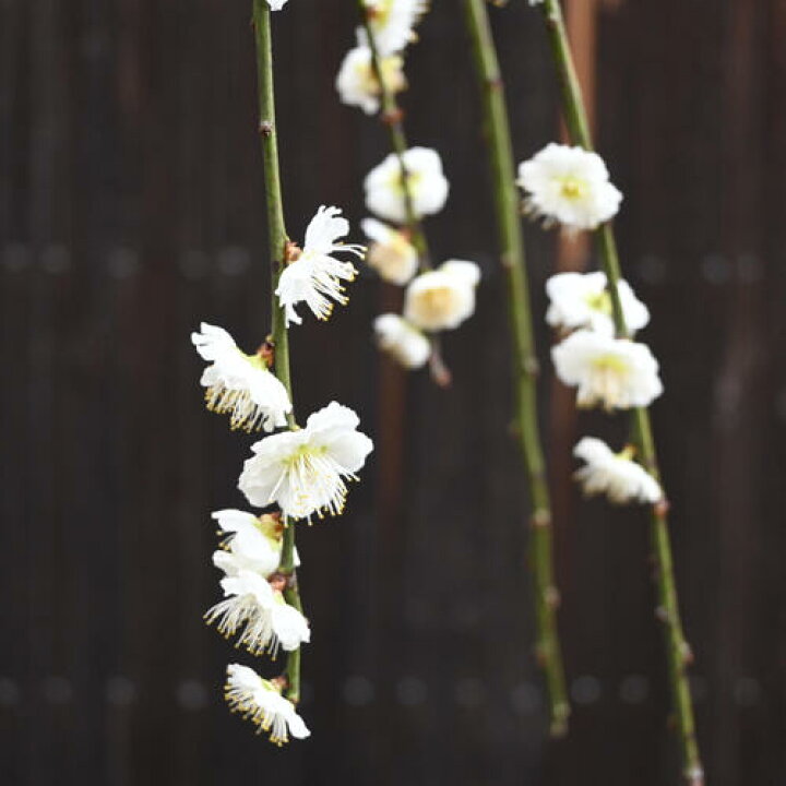 楽天市場】鉢植え梅2025年3月～4月開花 八重枝垂れ梅 白花 苗 プラ鉢 