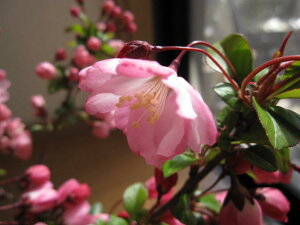 2023年4月頃に開花予定ハナカイドウ【花海棠桜 】【桜】　大苗桜庭木カイドウ桜花がたくさん咲くのでおすすめです