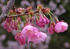 楽天市場 陽光桜 盆栽の通販