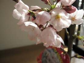 自宅でサクラのお花見2024年開花予定の染井吉野桜です。【鉢植】 【桜】　日本の名花　染井吉野桜 鉢植えでは珍しい染井吉野桜です。