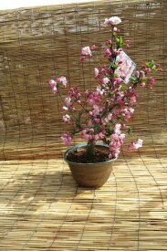 楽天市場 ハナカイドウ 盆栽の通販