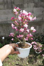 盆栽仕立て苗　花海棠ハナカイドウポット苗　プラスチック鉢入り　2024年4月中頃開花予定苗