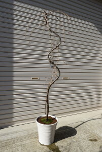 ���d������������ꂳ����@1���[�g��50�Z���`�@���d��������@���A���~�� ���}������~�͎}������~�͂���������A��