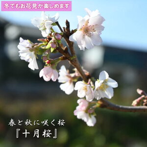 Be2024N12 ~ɍ炭 \ vNɓxy߂ \ ~́@~ G炫 10