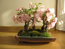 自宅でお花見サクラ盆栽桜盆栽盆栽桜桜並木桜盆栽お祝い桜盆栽信楽鉢入り2024年花芽付4月開花の桜盆栽となります。ちなみに海外でも　BONSAUIボンサイといいます。