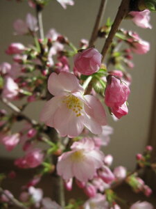 ߂̕c2025N4JԌaXXXc̕cyaz yؗpz@c@@@80Z``100Z`Ó@@ac