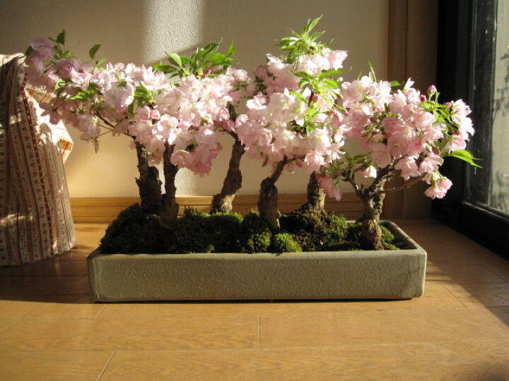 楽天市場】花咲く満開桜2026年4月に桜のお花見にさくらをお誕生日に 