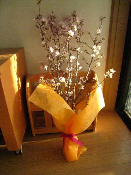 楽天市場 年始の贈り物に奈良吉野桜お誕生日お祝い事の贈り物に冬に咲くさくらの切り花プレゼントに 奈良県吉野啓翁桜お祝い事の贈り物に啓翁桜 奈良吉野啓翁桜 桜 啓翁桜 けいおうさくら 桜の花束 園芸百貨店何でも揃うこぼんさい