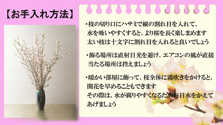 楽天市場 21年12月21日から発送22年年始の贈り物に春を感じる冬にお花見桜の切花 春 桜 花 枝 販売 きれい かわいいさくらお祝いの贈り物に奈良県吉野 啓翁桜花束啓翁桜の花束 啓翁桜 けいおうさくら お花の贈り物奈良県吉野産啓翁桜です 園芸百貨店何でも