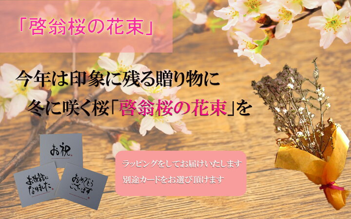 楽天市場 さくら切り花21年12月21日から発送啓翁桜切り花奈良県吉野の啓翁桜新春のお祝い年末年始の贈り物に春を感じる冬に咲く桜お祝いごとにプレゼントに お祝い事の贈り物に お花の贈り物啓翁桜花束桜の花束桜の花束 ギフト 園芸百貨店何でも揃うこぼんさい
