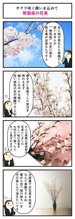 楽天市場 21年12月21日から発送22年年始の贈り物に春を感じる冬にお花見桜の切花 春 桜 花 枝 販売 きれい かわいいさくらお祝いの贈り物に奈良県吉野 啓翁桜花束啓翁桜の花束 啓翁桜 けいおうさくら お花の贈り物奈良県吉野産啓翁桜です 園芸百貨店何でも
