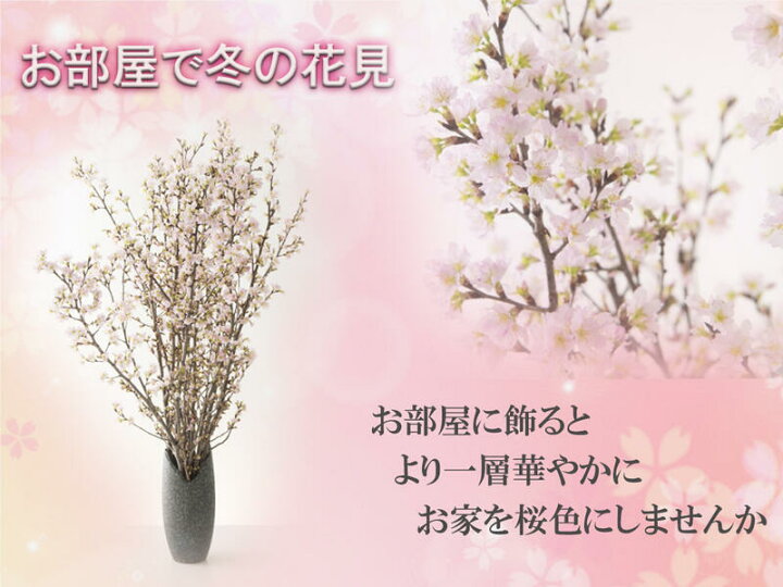 楽天市場 21年12月21日から発送22年年始の贈り物に春を感じる冬にお花見桜の切花 春 桜 花 枝 販売 きれい かわいいさくらお祝いの贈り物に奈良県吉野 啓翁桜花束啓翁桜の花束 啓翁桜 けいおうさくら お花の贈り物奈良県吉野産啓翁桜です 園芸百貨店何でも