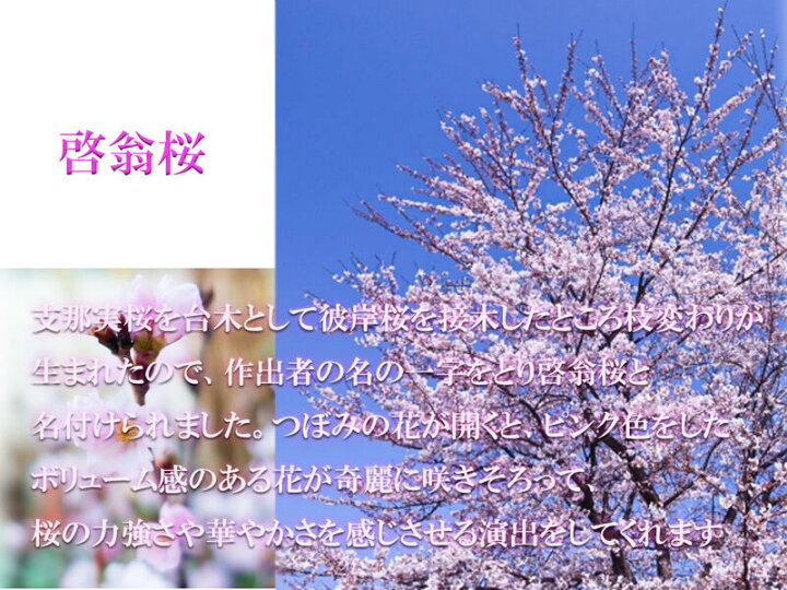 完全送料無料 桜の鉢植えのさくらで自宅でお花見さくら22年3月頃に開花します啓翁桜鉢植え 自宅で早咲きのサクラで お花見 Fucoa Cl