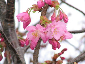 cylz@TNc̔@Ԃ݂d炫̃TN̉ԂłB