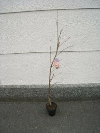 楽天市場 桜 苗木の通販