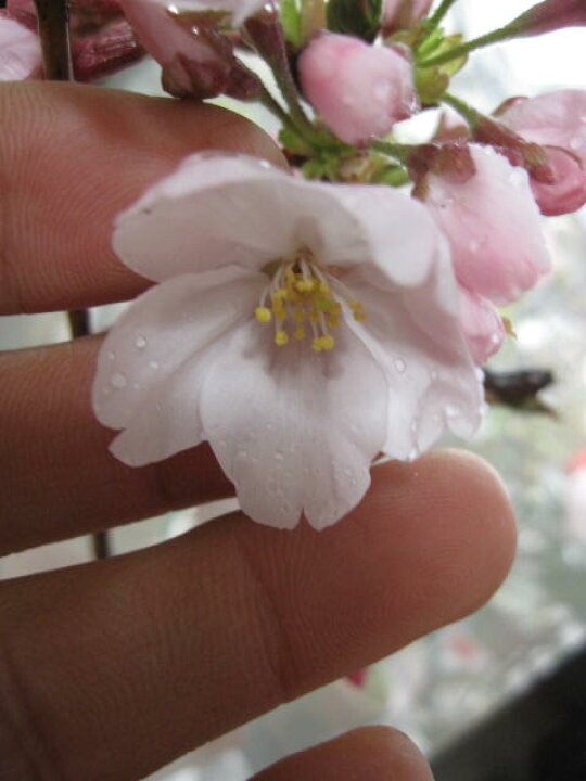 楽天市場 葉桜ですソメイヨシノサクラ さくら鉢花 桜盆栽 染井吉野桜です 桜盆栽 鉢植 桜 日本の名花 染井吉野桜 鉢植えでは珍しい 染井吉野桜です 園芸百貨店何でも揃うこぼんさい