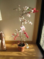 楽天市場】花桃 垂れの通販