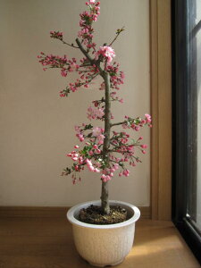 庭 桜 盆栽の通販 価格比較 価格 Com