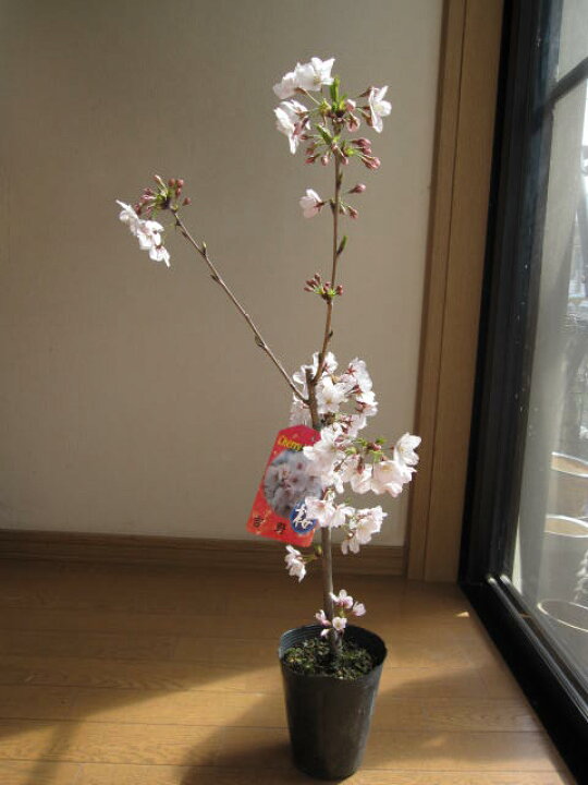 楽天市場 23年鉢植えで育てるソメイヨシノ桜 染井吉野桜 ポット苗 高さ ５０センチ前後 鉢植えにお勧めサイズ 園芸百貨店何でも揃うこぼんさい
