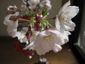 2024年3月に開花鉢植えで育てるソメイヨシノ桜 4月のお届けは葉桜でのお届け【染井吉野桜】 【ポット苗】　高さ　50センチ前後　鉢植えにお勧めサイズ