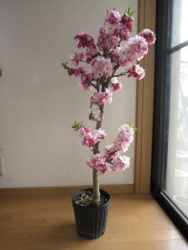 楽天市場 カイドウ桜の通販