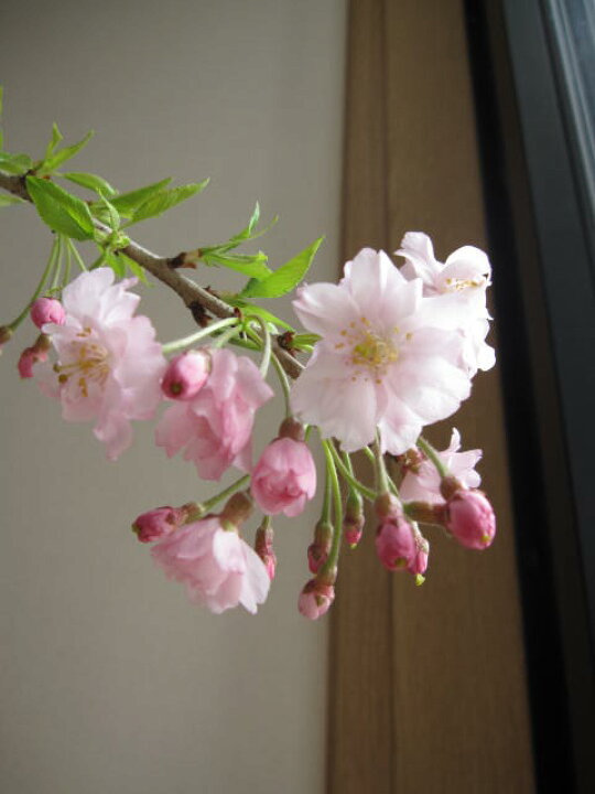 楽天市場】2026年接ぎ木2年苗八重紅しだれ桜桜苗【八重紅枝垂桜 