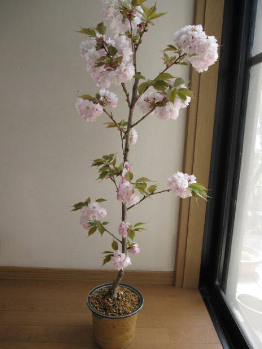 楽天市場 桜鉢植 桜の鉢植え 松月桜 22年開花予定 園芸百貨店何でも揃うこぼんさい