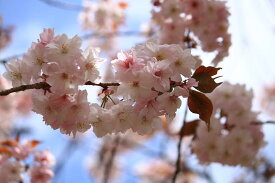 桜苗 【苗桜】　苗：桜・手弱女桜京都　平野神社由来の桜なんです。