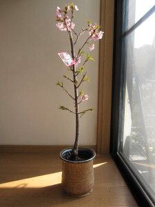 植木 盆栽 河津桜の人気商品 通販 価格比較 価格 Com