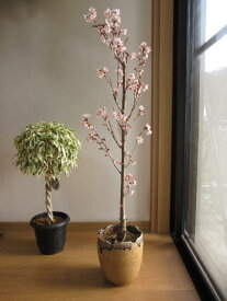 【鉢植えでお花見桜 】【桜】　信楽鉢入り 　自宅のシンボルツリーに桜