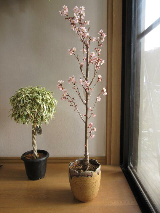 楽天市場 桜鉢植え 敬翁桜 サクラ鉢植え 桜 信楽焼鉢入り 園芸百貨店何でも揃うこぼんさい
