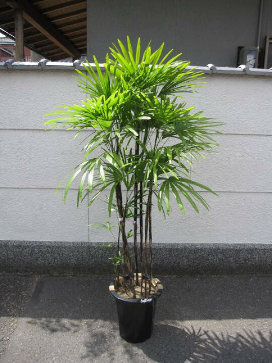 楽天市場 観葉植物 棕櫚竹 シュロチク 園芸百貨店何でも揃うこぼんさい