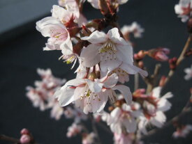 自宅でサクラのお花見が楽しめる桜鉢植え　少し早咲きのさくら啓翁桜【鉢植えでお花見桜 】【桜】　2024年開花3月頃信楽鉢入り 　自宅のシンボルツリーに桜