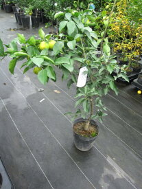 楽天市場 ゆず 苗の通販