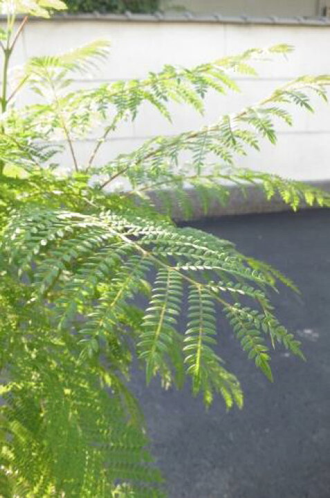 楽天市場 信楽鉢入り観葉植物 ジャカランダ ジャカランダは世界3大花木と呼ばれています 園芸百貨店何でも揃うこぼんさい