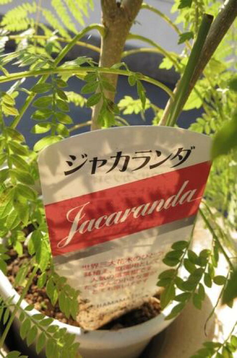 楽天市場 信楽鉢入り観葉植物 ジャカランダ ジャカランダは世界3大花木と呼ばれています 園芸百貨店何でも揃うこぼんさい