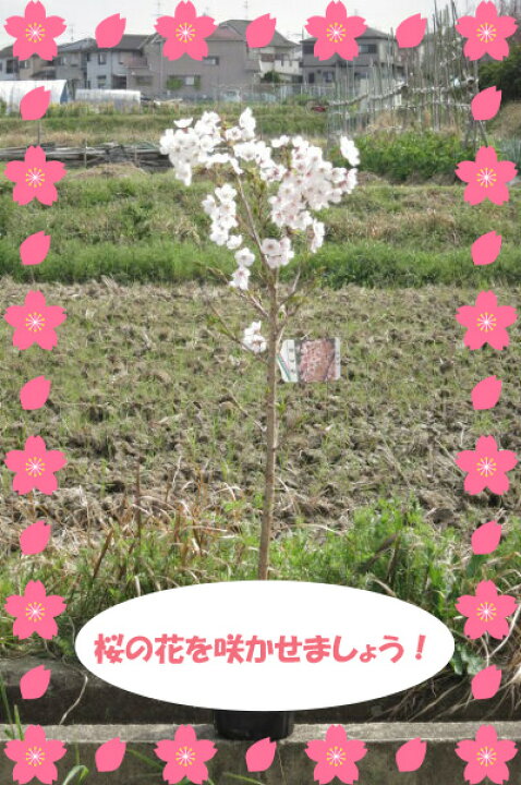 楽天市場 しっかりとした苗接ぎ木苗記念樹にはサクラおすすめ桜苗庭木の植樹に23年4月に開花苗 染井吉野桜苗 ソメイヨシノ 桜苗さくら桜を記念の植樹桜の苗染井吉野が桜ではダントツの人気の桜 シンボルツリー 標本木 園芸百貨店何でも揃うこぼんさい