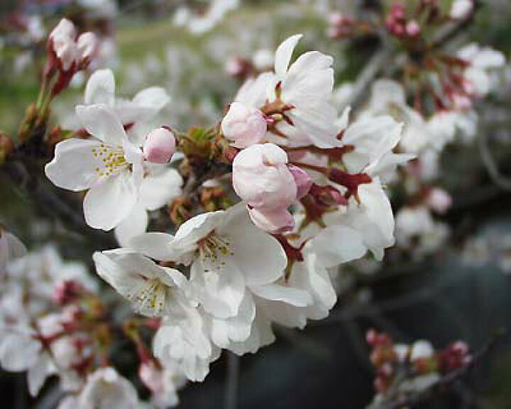 楽天市場 しっかりとした苗接ぎ木苗記念樹にはサクラおすすめ桜苗庭木の植樹に23年4月に開花苗 染井吉野桜苗 ソメイヨシノ桜苗さくら桜 を記念の植樹桜の苗染井吉野が桜ではダントツの人気の桜 シンボルツリー 標本木 園芸百貨店何でも揃うこぼんさい