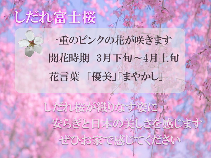 楽天市場 しだれ桜を自宅で楽しめます23年4月頃開花しだれ桜盆栽 しだれ富士桜 富士桜花芽付の桜盆栽となります 園芸百貨店何でも揃うこぼんさい
