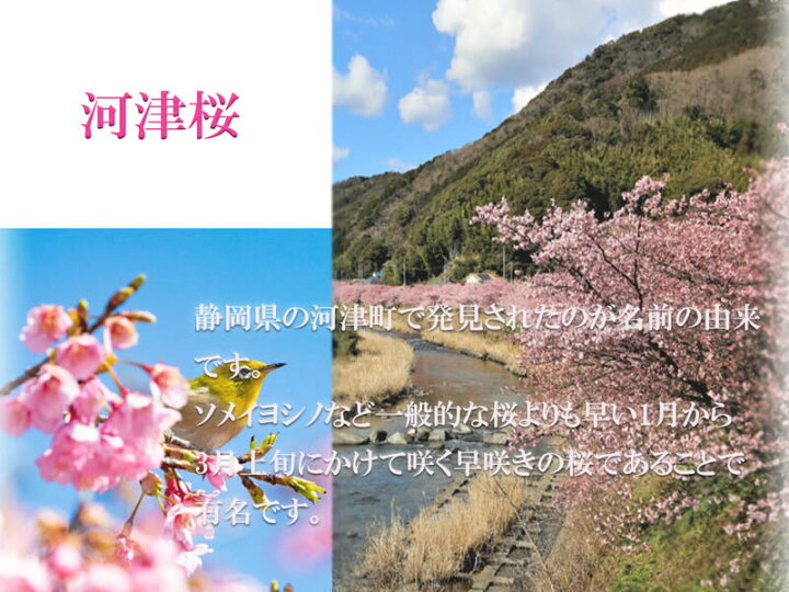 楽天市場 早咲き桜おすすめさくら苗 河津桜苗 植樹に22年3月開花予定のさくら苗桜苗かわずざくら早咲き桜 開花時期月上旬 園芸百貨店何でも揃うこぼんさい 楽天市場 早咲き桜おすすめさくら苗 河津桜苗 植樹に22年3月開花予定のさくら苗桜苗かわずざくら早咲き桜 開花時期月上旬 園芸百貨店何でも揃うこぼんさい