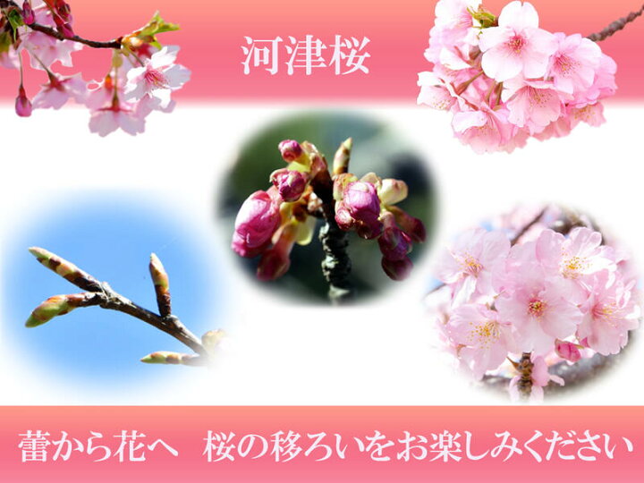 楽天市場 早咲き桜おすすめさくら苗 河津桜苗 植樹に22年3月開花予定のさくら苗桜苗かわずざくら早咲き桜 開花時期月上旬 園芸百貨店何でも揃うこぼんさい