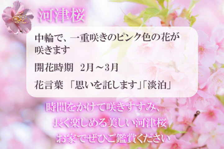 楽天市場 早咲き桜おすすめさくら苗 河津桜苗 植樹に23年3月開花予定のさくら苗桜苗かわずざくら早咲き桜 開花時期月上旬 園芸百貨店何でも揃うこぼんさい