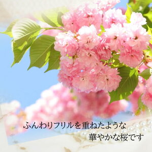 }\ԊyV|Cg2{2025N4J ֎R vX`bN ~͎d d TgUNn TN JU ~ 蕨