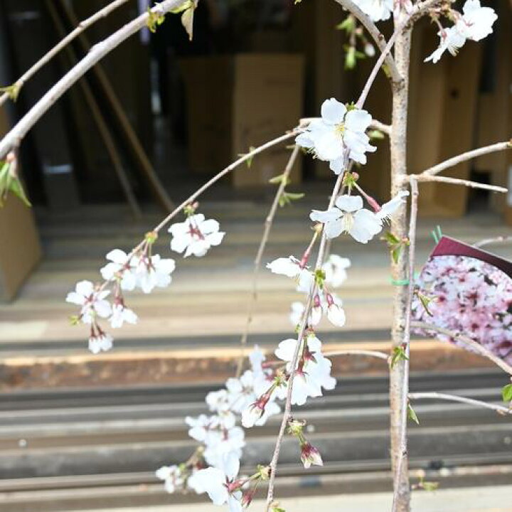 楽天市場】2025年4月中頃に開花のさくら富士枝垂れ桜富士しだれ桜苗 
