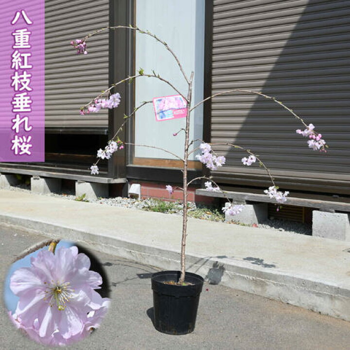 桜の苗 八重桜 枝垂れ桜 八重 八重桜 八重枝垂れ桜 八重 紅 しだれ 桜 八重紅しだれ桜 桜苗 サクラの苗 とても綺麗な八重桜の お花が楽しめます DIY・工具・ガーデン