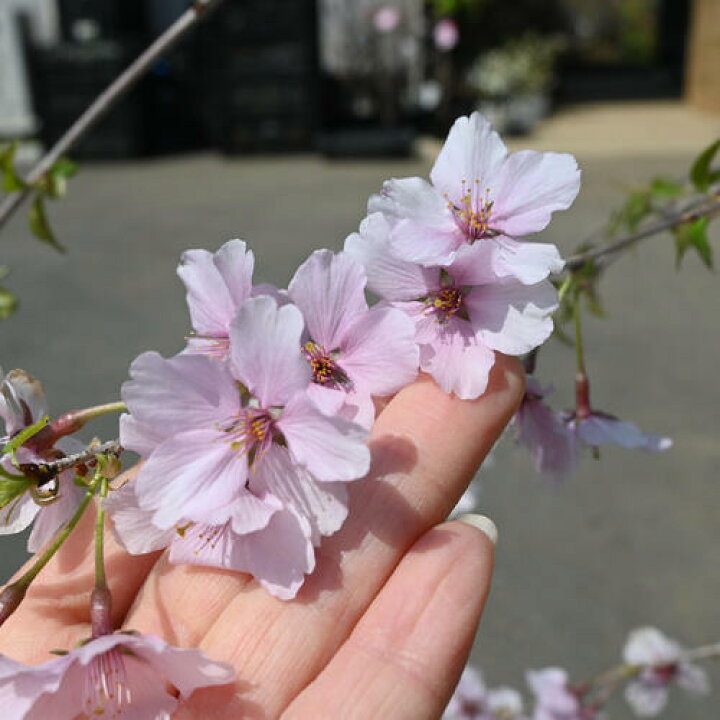 楽天市場】2025年4月中頃に開花のさくら富士枝垂れ桜富士しだれ桜苗 