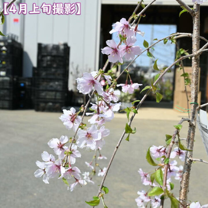楽天市場】2025年4月中頃に開花のさくら富士枝垂れ桜富士しだれ桜苗 