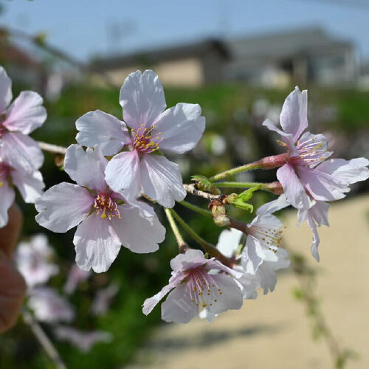 楽天市場】2025年4月中頃に開花のさくら富士枝垂れ桜富士しだれ桜苗 