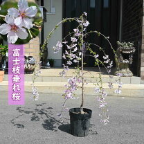 楽天市場】しだれ桜 苗木（ガーデニング・農業｜花・ガーデン・DIY）の通販