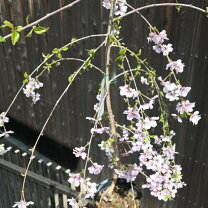 楽天市場】富士桜 しだれの通販